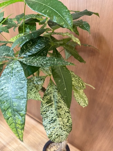 【レア観葉植物】パキラ　ミルキーウェイ 高さ120cm