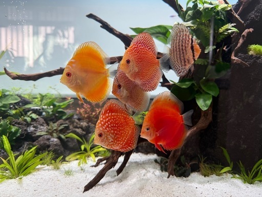 ディスカス6匹