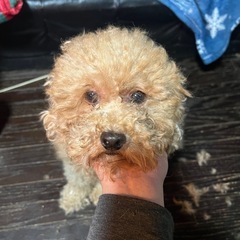 ぽっちゃりちゃん