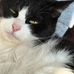 急ぎで探しております！ぷちちゃん - 飯塚市