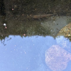 金魚1匹　川魚5-6匹の画像