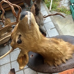 鹿の標本の画像