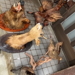 鹿の標本の画像