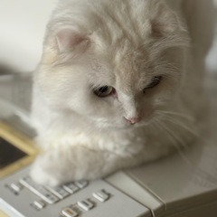 里親募集中 - 里親募集