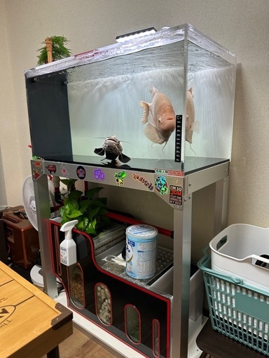 水槽と魚