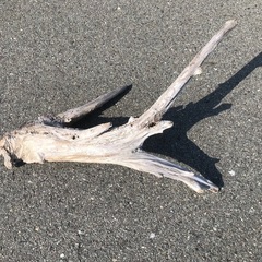 流木　ハンドメイド　水槽　インテリアの画像