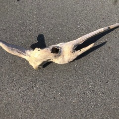 流木　ハンドメイド　水槽　インテリアの画像