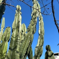 柱サボテン🌵
の画像