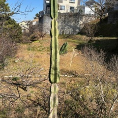 柱サボテン🌵
の画像