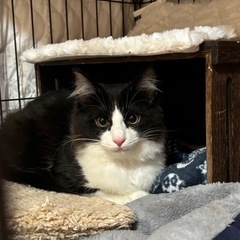 ゴロスリ　長毛ハチワレのショコラ🐾