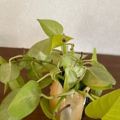 抜き苗　ゼブリナ　トポス　観葉植物　インテリア植物の画像