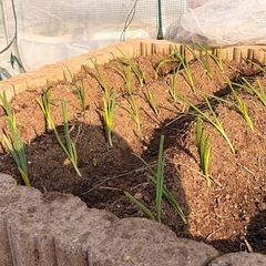 淡路島玉ねぎの苗/6本の画像