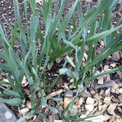 日本水仙の画像