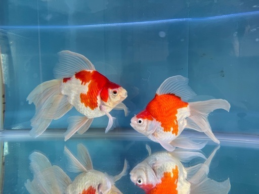 ①玉サバ　金魚　ロングテール　デカ玉　玉さば