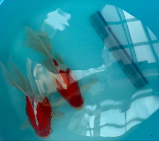 ①玉サバ　金魚　ロングテール　デカ玉　玉さば