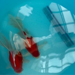 ①玉サバ　金魚　ロングテール　デカ玉　玉さばの画像