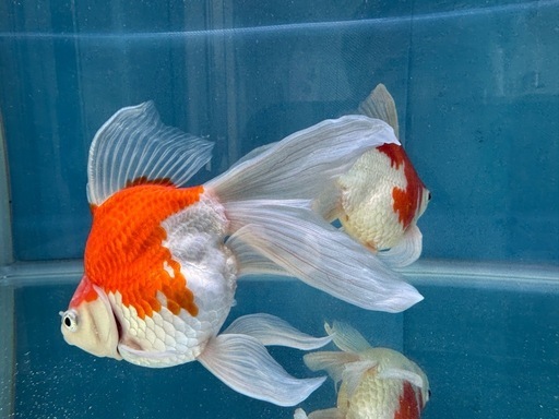 ①玉サバ　金魚　ロングテール　デカ玉　玉さば