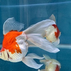 ①玉サバ　金魚　ロングテール　デカ玉　玉さばの画像