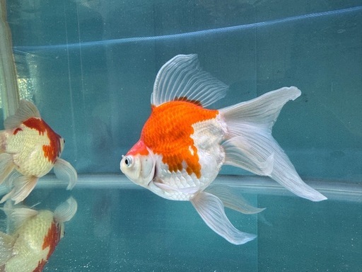 ①玉サバ　金魚　ロングテール　デカ玉　玉さば