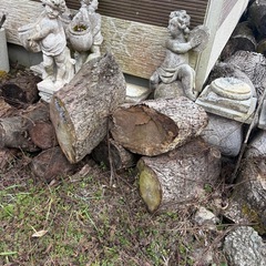 【無料】大型クスノキの朽ちた丸太（直径最大60cm）｜天然の防虫・殺菌効果！畑の土壌改良にの画像