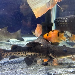 パロットの画像