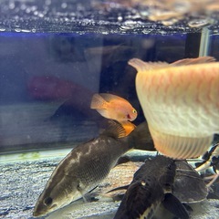 パロットの画像