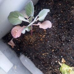 春キャベツ苗の画像