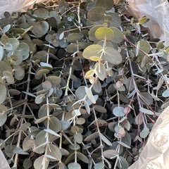 ユーカリ　100サイズ　大量の画像