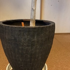 ウンベラータ元気140㎝陶器の鉢付きの画像