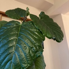 ウンベラータ元気140㎝陶器の鉢付きの画像