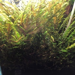 ハイグロフィラピンナティフィダ水中葉　爆増中の画像