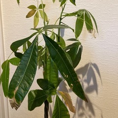 観葉植物　パキラ　希望日時必須でお願いしますの画像