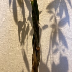 観葉植物　パキラ　希望日時必須でお願いしますの画像