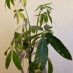 観葉植物　パキラ　希望日時必須でお願いしますの画像
