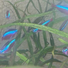 【熱帯魚】カージナルテトラ１０匹➕サービス
の画像