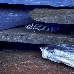 メガクラウンゼブラプレコ　熱帯魚の画像