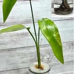 【即渡】水耕栽培専用ピン・透明10cm（食用・観葉植物OK）部屋の中でおしゃれな栽培に！の画像