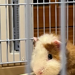 テディモルモット - その他