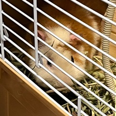 テディモルモット − 東京都