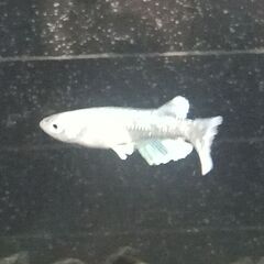 ★近松めだか（グラディオメダカ）の画像