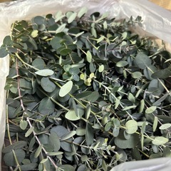 ユーカリ　80サイズ　大量　②の画像