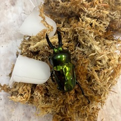 ピカール血統
ニジイロクワガタ幼虫  初令〜2令緑 紫紺ピカールの画像