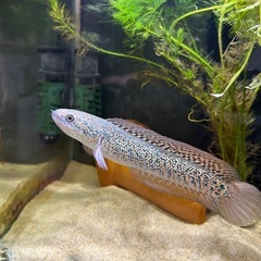 レッドギャラクシーコウタイの画像