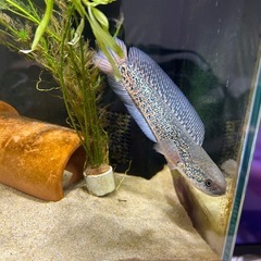 レッドギャラクシーコウタイの画像