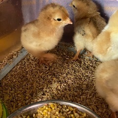 日本最大のニワトリ　天草大王のヒナ販売してます！　とても希…