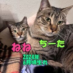 ちーた♂　1才半　人懐こいです　2月14日㈯　立川市　すみれペッ...