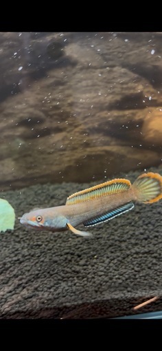 
熱帯魚　アイズファイヤースネークヘッド