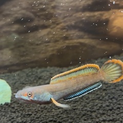 熱帯魚　アイズファイヤースネークヘッドの画像