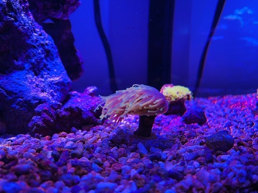 ハナサンゴ　ゴールド　ヘルファイアトーチ 10cm前後