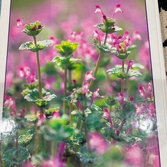 学研の図鑑の画像